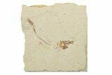 Cretaceous Fossil Fish - Lebanon #238364-1